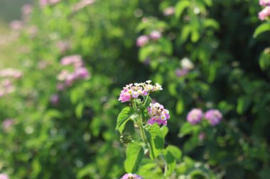 Lantana (çalılar verbenas veya lantanas) çiçekleri