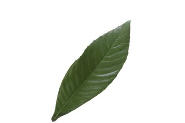 Beyaz arkaplanda lokuat ağaç yaprağını kapat