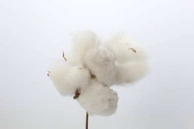Beyaz arkaplanda pamuk topları