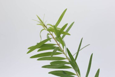 branch of of callistemon citrinus, also known ass bottle brush