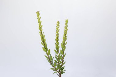 Myrtus Communis 'in brunch' ı.)