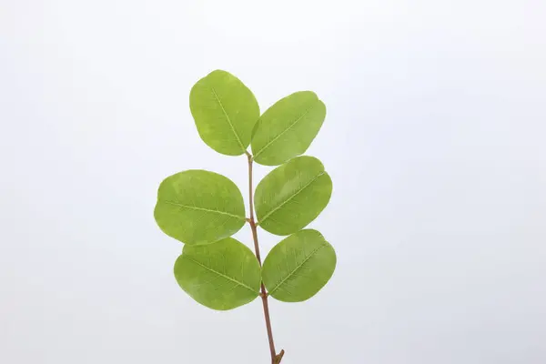 stock image leaves of carob tree isolated on white background