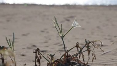 Türkçe plajında deniz nergisi (Pancratium maritimum)