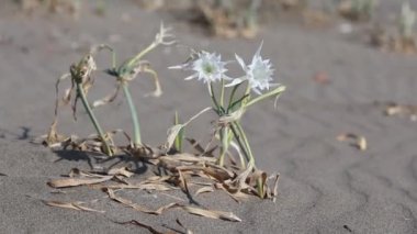 Türkçe plajında deniz nergisi (Pancratium maritimum)