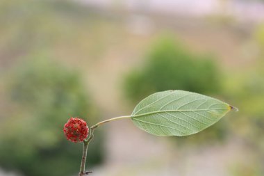 Kağıt dut (Broussonetia papyrifera), Moraceae familyasından bir bitki türü..