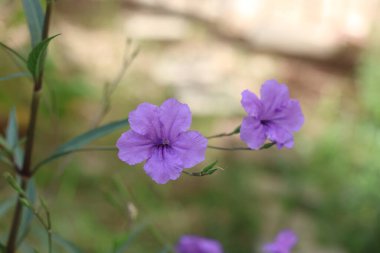Yazın Meksika petunyasının çiçekleri