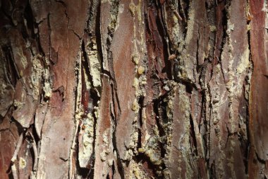 bark texture of african juniper (tetraclinis articulata) clipart