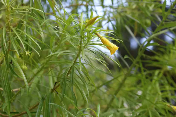 stock image yellow bloom of Thevetia peruviana tree