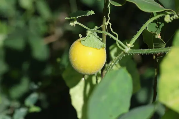 stock image Fruit of a wild melon variety (Cucumis melo var.agrestis)