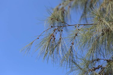 branch of Australian Pine (Casuarina equisetifolia) tree clipart