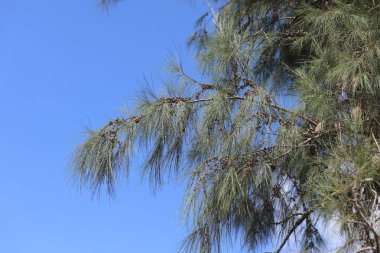 Avustralya Çamı 'nın (Casuarina equisetifolia) dalı