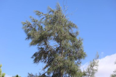 Avustralya Çamı 'nın (Casuarina equisetifolia) dalı