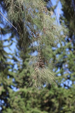 Avustralya Çamı 'nın (Casuarina equisetifolia) dalı