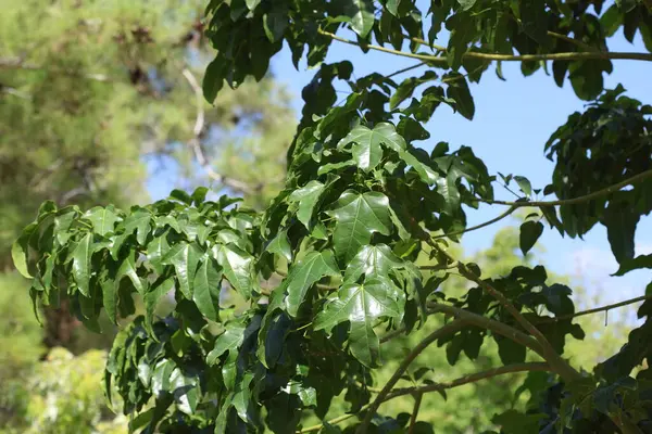 stock image  leaves of Brachychiton acerifolius tree