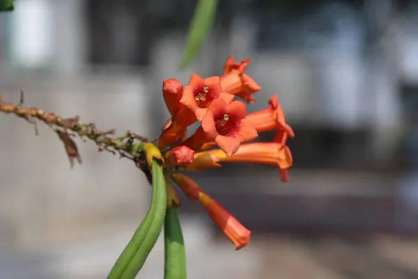 stock image flowers of trumpet vine (campsis radicans)