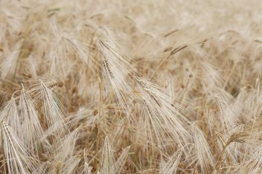 Yazın altın buğday tarlası