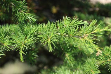 Bahar aylarında Cedrus deodara (Deodar sedir) dalı