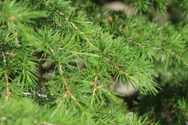 Bahar aylarında Cedrus deodara (Deodar sedir) dalı