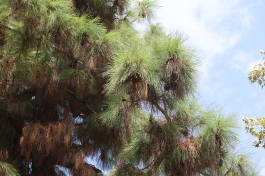Türk çam ağacının kozalaklı dalı