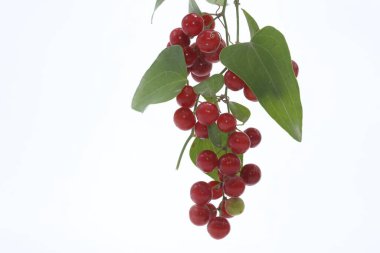 Smilax aspera is a perennial, evergreen climber with a flexible and delicate stem, with sharp thorns clipart