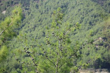 Türk çam ağacının kozalaklı dalı