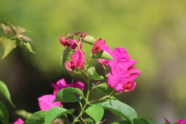 Yazın Bougainville çiçeği (Bougainvillea spectabilis)