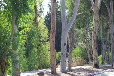 Çiğ okaliptüs ağacı gövdeleri