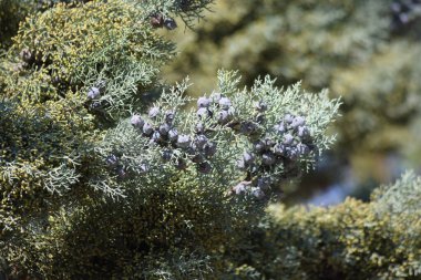 Arizona Selvi 'nin tohum kozalaklı dalı