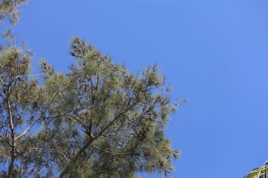Avustralya Çamı 'nın (Casuarina equisetifolia) dalı