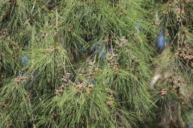 Avustralya Çamı 'nın (Casuarina equisetifolia) dalı