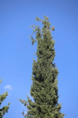 Akdeniz Kirişinin tepe örtüsü (Cupressus sempervirens var. yatay)