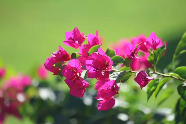 stock image Bougainville flower  (Bougainvillea spectabilis) in summer