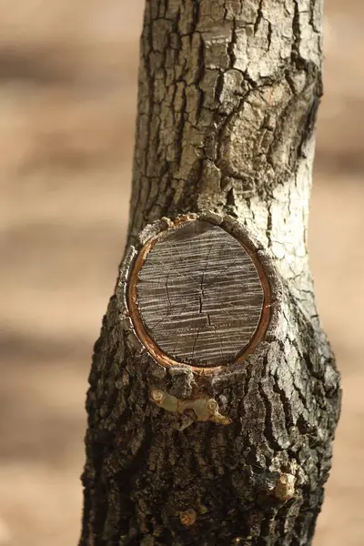 stock image trunk of a tree with pruning cut