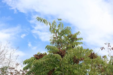 Hasta anthus altissima (değirmen) kanopi salınımı