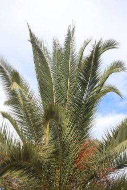 karşı mavi gökyüzü hurma ağacı yaprakları