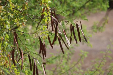 seed pods and leaves of Leucaena leucocephala clipart