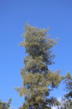 Avustralya Çamı 'nın tepesi (Casuarina equisetifolia)