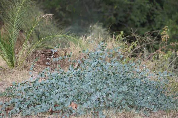 stock image Capparis spinosa plant in the field