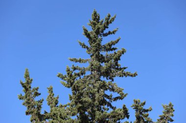 Mavi gökyüzündeki küpres sempervirens ağaçlarının gölgeliği