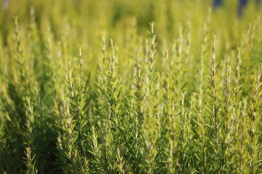 Rosmary bitkilerinin dalları (rosmarinus officinalis)