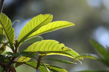 Loquat ağacının arka plandaki yapraklarını kapatın.