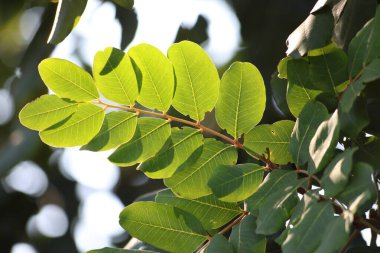 Keçi boynuzu yaprakları.