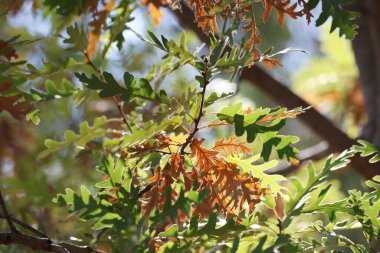 Güney ipek meşe yapraklarının (Grevillea robusta)