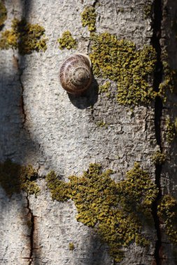 Ağaç kabuğunda bir salyangoz ve liken. 