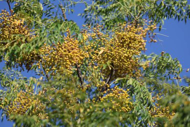 Melia Azedarach 'ın meyve ve yaprakları, halk arasında chinaberry ağacı olarak bilinir.