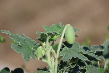 meyveler, yapraklar ve ekbalyum çiçekleri