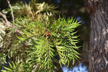 Güney ipek meşe yapraklarının (Grevillea robusta)