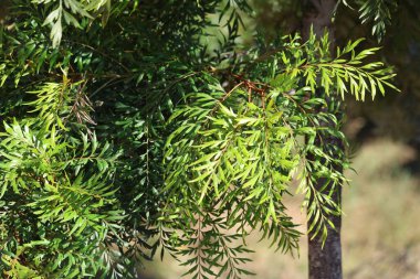 Güney ipek meşe yapraklarının (Grevillea robusta)