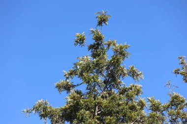 canopy of  leaves of southern silky oak (Grevillea robusta) clipart