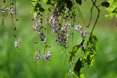 Duranta erecta, Verbenaceae familyasından bir çalı türü.